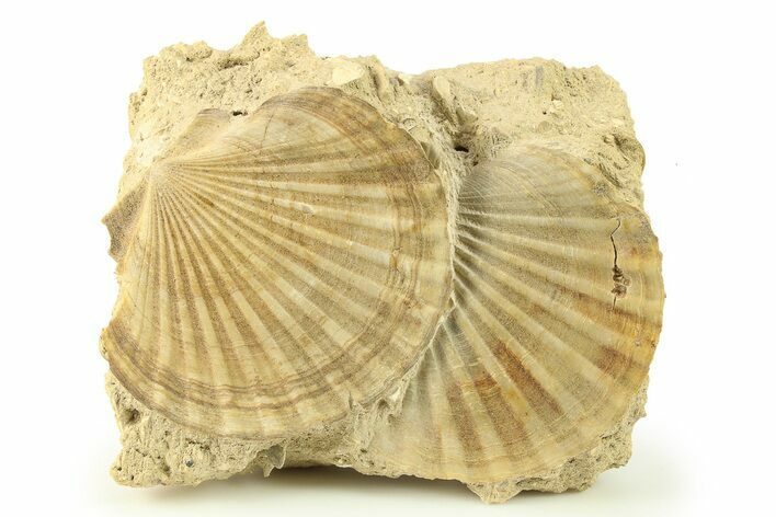 Two Fossil Pecten (Scallops) - Gironde, France #280559